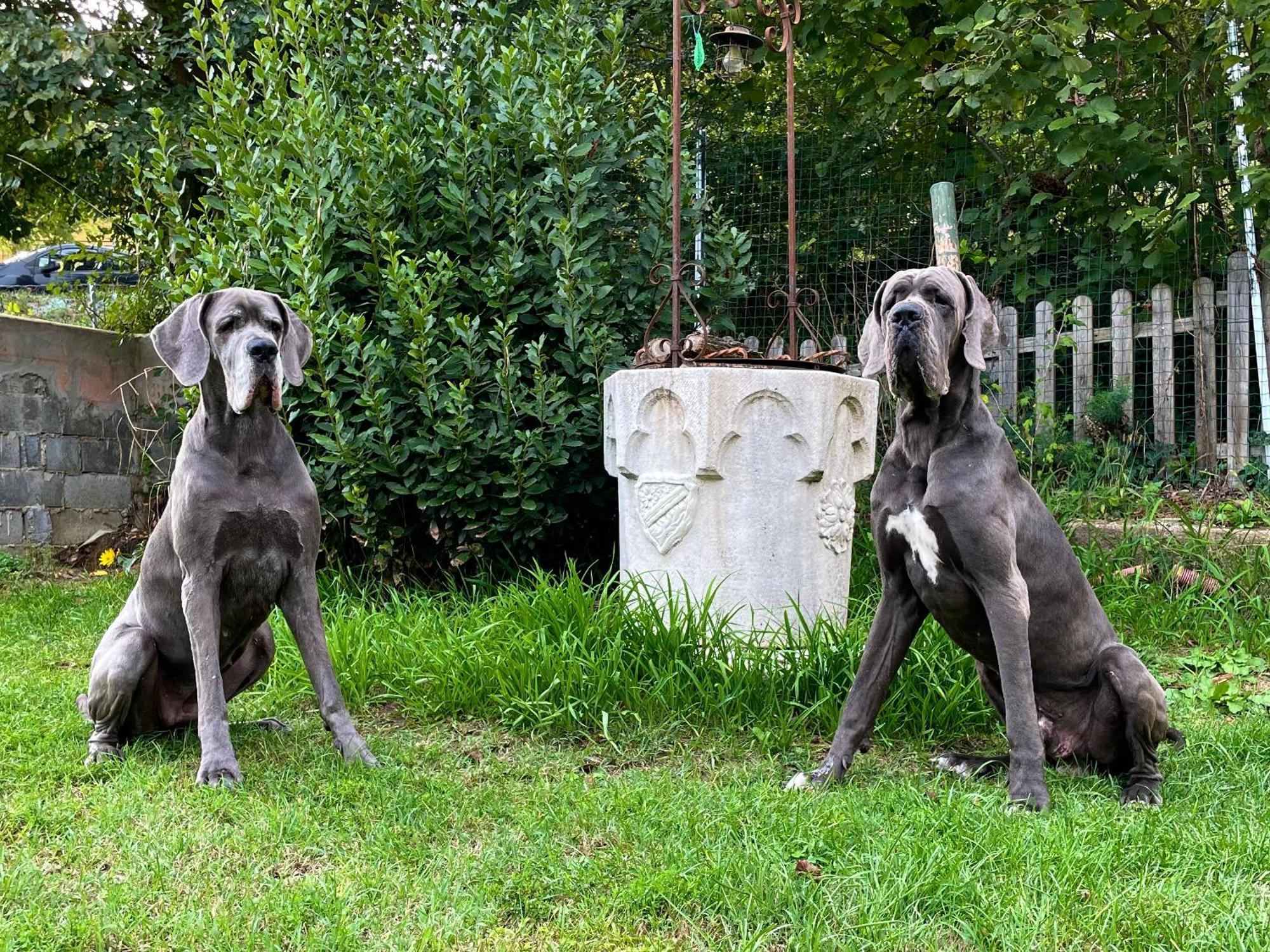 Bnb Dog And Friend Rocchetta Tanaro Екстер'єр фото